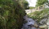 Stream banks softened by new growth