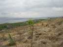 First green shoots in forest