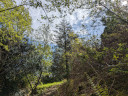 Giant Redwood