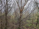 In the woods 2026