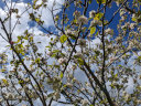 Spot the bee