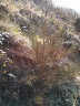 Redwood