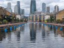 Swans on the Isle of Dogs