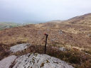 Walking Stick
