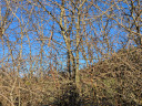 Part of the Whitethorne hedge opposite the barn