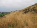 Grasses on lower slopes