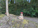 Typical Irish woodland scene