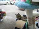 Cat in the Window