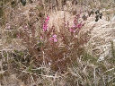 Leptospermum Coral Candy