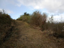Manuka bush in 2022