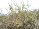 Oleander