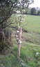 Flowering Pear Tree