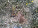 Plant Tree Before