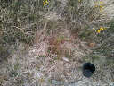 Plant Tree After