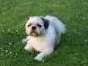 Mum's dog