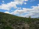Trees on the mountainside
