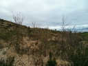 Tall Trees