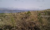 Trees protruding from grasses on mountain